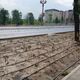Фото из соцсетей. Тысячи высохших роз на проспекте Чингиза Айтматова: бишкекчанка возмущена растратой бюджетных средств