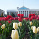 Фото пресс-службы мэрии . Зацвели первые тюльпаны