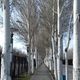 Фото Айгул Ырысова. Аллея у аэропорта «Манас»