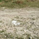 Фото Facebook. Горожане жаловались, что воды нет, а дно засыпано хлоркой и заросло водорослями