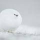 Фото Comedy Wildlife Photography Awards 2023. Снежок