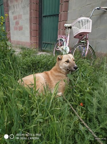 Досмата Садыркулова