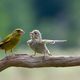 Фото Comedy Wildlife Photography Awards 2023. Спор