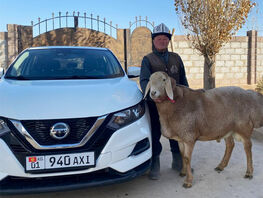 В&nbsp;Ак-Талинском районе выращивают селекционных баранов стоимостью $15 тысяч 