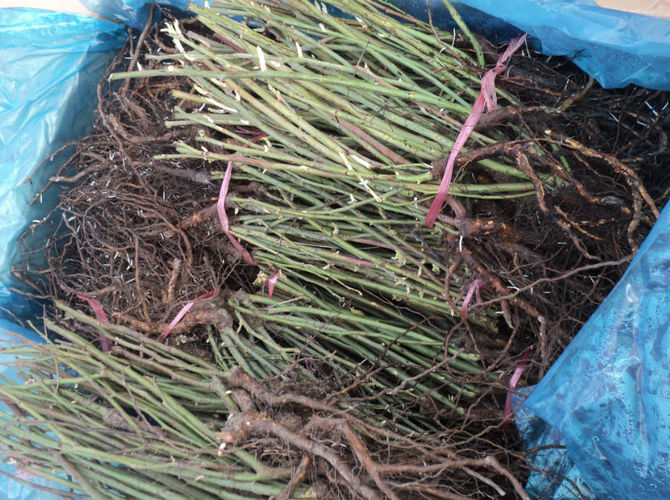 регионального управления Россельхознадзора