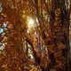 Фото Николая Манаковского. Осенняя Иссык-Ата