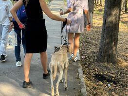 Запах ужасный: после выставок собак на&nbsp;улице Щербакова оставляют их&nbsp;фекалии 