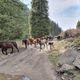 Фото Валерьяна Сибия. Кыргызстан в объективе иностранца
