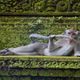 Фото Comedy Wildlife Photography Awards 2023. Денди тропического леса