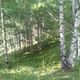 Фото Людмилы Деловой. Березовый лес в горах