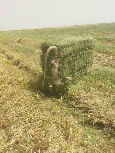 из социальных сетей