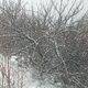 Фото Майрам Буркутовой. Аламединское ущелье, начало марта 2024 года