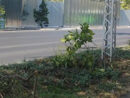 В&nbsp;Бишкеке сломали саженцы на&nbsp;улице Московской 