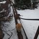 Фото Жумагуль Тентиевой. Зимняя Иссык-Ата