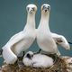 Фото Comedy Wildlife Photography Awards 2023. Единение