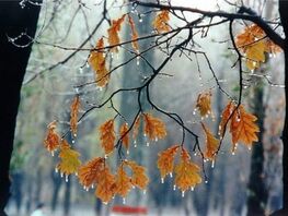 29-ноябрга карата аба ырайы 