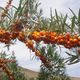 Фото Натальи Азаровой. Природа Иссык-Кульской области