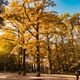 Фото Владислава Ногая. Осень в Бишкеке