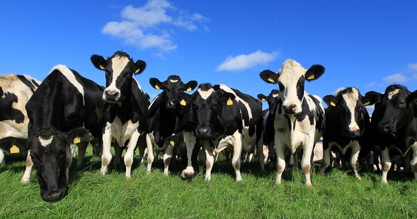 Кыргызстан планирует продлить полугодовой запрет на&nbsp;вывоз скота 