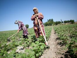 Agriculture Ministry urges farmers to adopt second harvest practice 