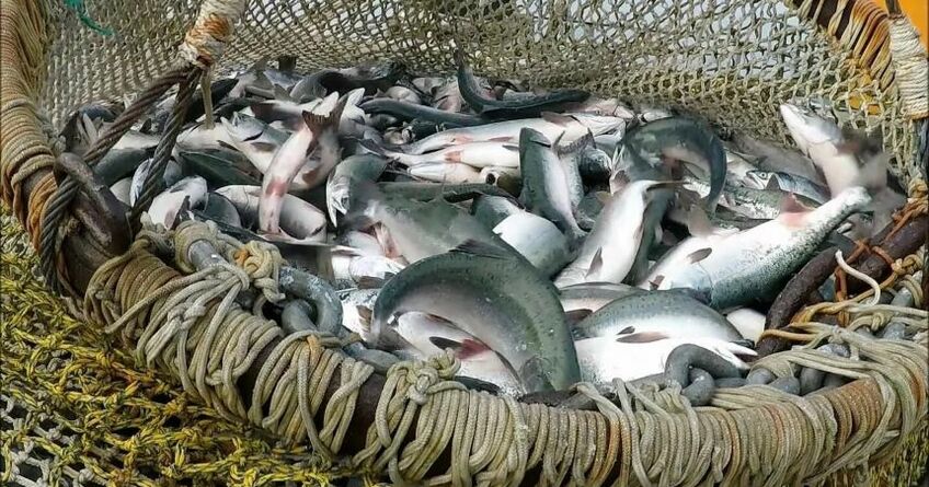 В&nbsp;Кыргызстане введут мораторий на&nbsp;добычу промысловых и&nbsp;особо ценных видов рыбы 
