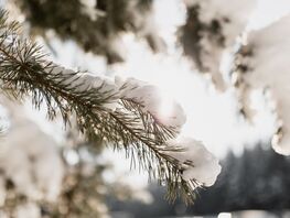 В&nbsp;Бишкеке снег не&nbsp;ожидается. Прогноз погоды на&nbsp;29&nbsp;января&nbsp;&mdash; 1&nbsp;февраля 