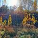 Фото Николая Манаковского. Осенняя Иссык-Ата