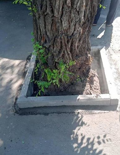 мэрии Бишкека