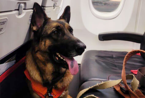 По&nbsp;следу надежды: как собаки-спасатели ищут людей в&nbsp;Кыргызстане 