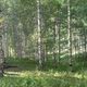 Фото Людмилы Деловой. Березовый лес в горах