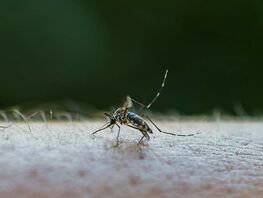 First cases of chikungunya virus detected in Russia
