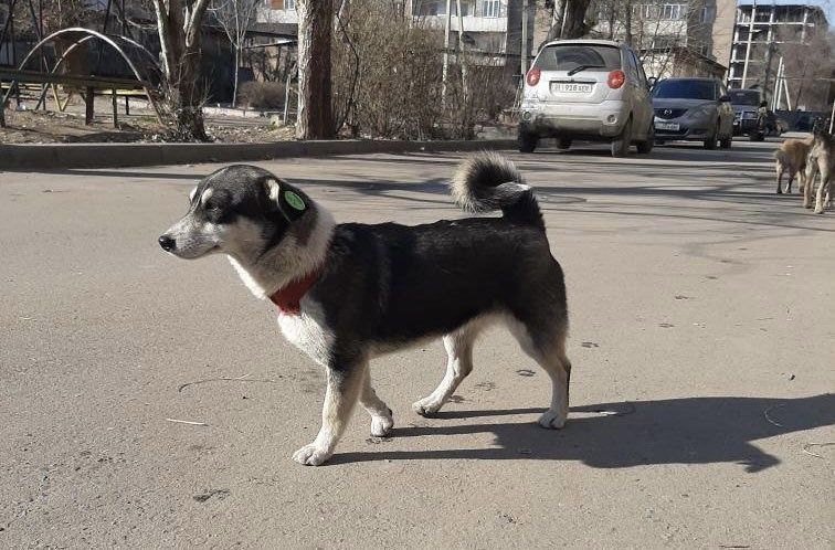 из интернета