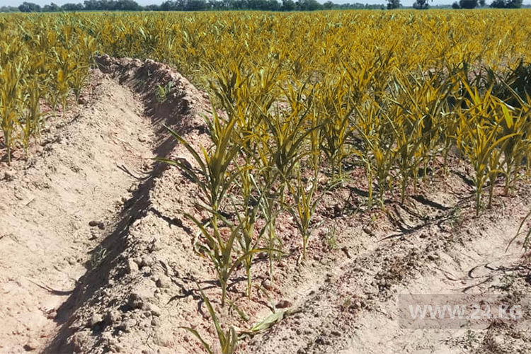 Фото ИА «24-kg.com»