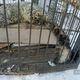 Фото NABU-Кыргызстан. Еще одного барса привезли в Бишкек