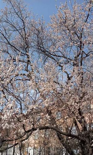 Анары Джоробаевой