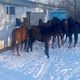 Фото пресс-службы мэрии. Теперь в парке имени Ататюрка выпасали лошадей