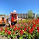 Фото пресс-службы мэрии. Цветочные часы начали высаживать на площади Ала-Тоо