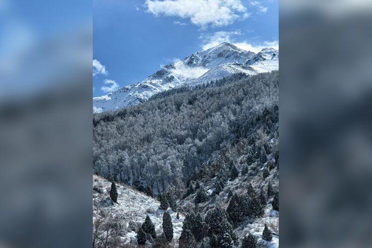 Ильи Шипулина