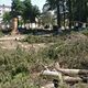 Фото читателя 24-kg.com. Вырубка деревьев в Бишкеке