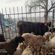 Фото читателя 24-kg.com. Cкотный рынок в Сокулуке