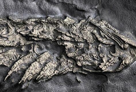 &laquo;Золотую&raquo; окаменелость животного возрастом 450 миллионов лет нашли в&nbsp;США 