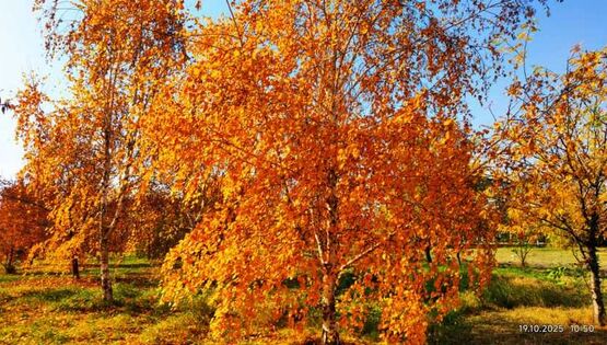 Выдра на&nbsp;охоте и&nbsp;осень в&nbsp;Бишкеке. Фото и&nbsp;видео читателей 24-kg.com 