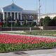 Фото пресс-службы мэрии . Зацвели первые тюльпаны
